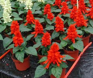 REDDY BRIGHT RED SALVIA