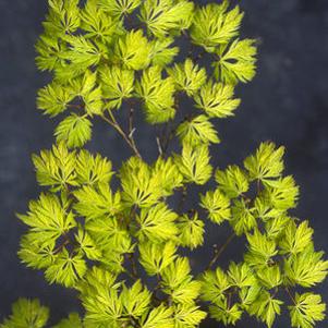 FILIGREE WEEPING JAPANESE MAPLE