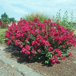 Lagerstroemia x 'GA 003'
