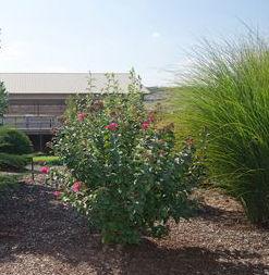 Lagerstroemia x 'GA 070'