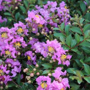PRINCESS LYLA™ CRAPEMYRTLE