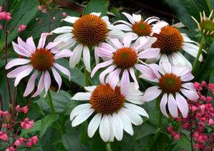 ROSITA CONEFLOWER