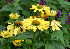 CHIQUITA CONEFLOWER