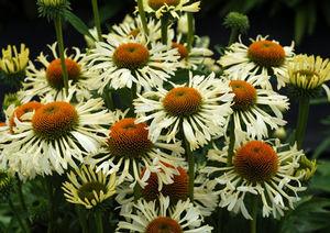 FERRIS WHEEL CONEFLOWER
