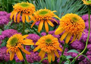 Echinacea x 'Secret Glow'