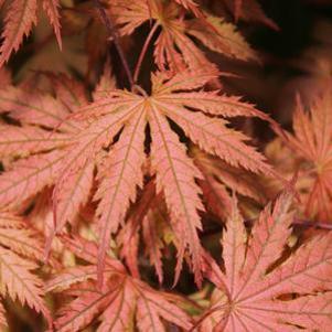 ARIADNE UPRIGHT JAPANESE MAPLE