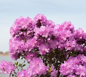AMY COTTA RHODODENDRON
