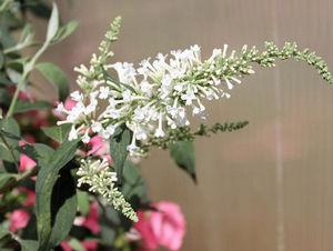 INSPIRED WHITE™ BUTTERFLY BUSH