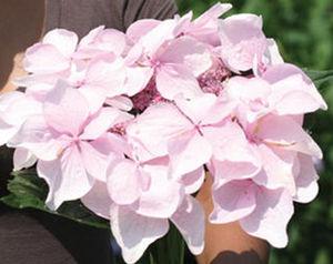 LET'S DANCE DIVA!® HYDRANGEA