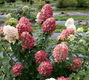 Hydrangea paniculata 'SMHPFL'