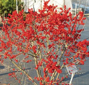 Ilex verticillata 'FARROWBPOP'