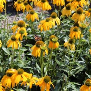 SUNBIRD CONEFLOWER