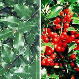 Ilex x meserveae 'Mesdob/Mesog'