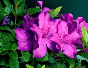 Rhododendron azalea x 'RLH1-13P11'
