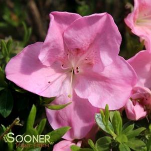 Rhododendron azalea x 'RLH1-7P1'