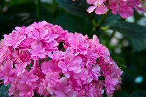 PARAPLU® HYDRANGEA