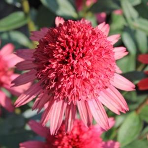 Echinacea x 'Supreme Flamingo'