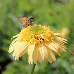 METEOR™ YELLOW CONEFLOWER