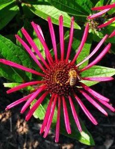 BURGUNDY FIREWORKS CONEFLOWER