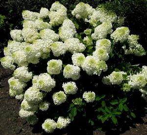 Hydrangea paniculata 'Silver Dollar'