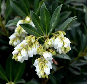 Pieris japonica 'Greprs'
