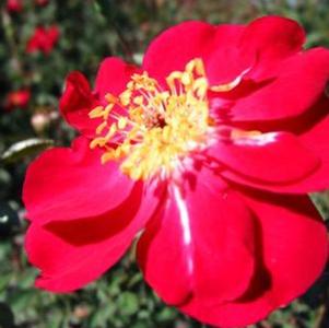 MARTHA GONZALES ANTIQUE ROSE