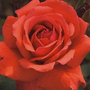 FRAGRANT CLOUD HYBRID TEA ROSE