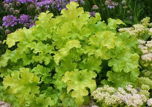 LIME RUFFLES™ CORAL BELLS