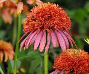 GUAVA ICE™ CONEFLOWER