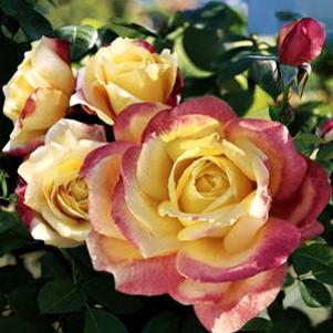 BELLA'ROMA HYBRID TEA ROSE