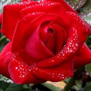 ALWAYS & FOREVER® HYBRID TEA ROSE