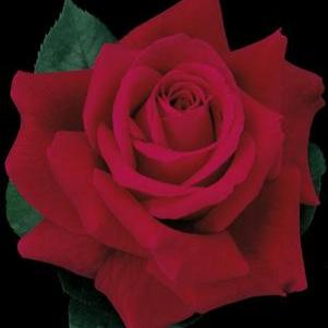 MISTER LINCOLN HYBRID TEA ROSE