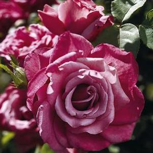 HEIRLOOM HYBRID TEA ROSE