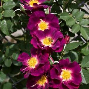 STORMY WEATHER™ CLIMBING ROSE