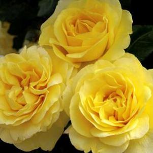 HAPPY GO LUCKY™ GRANDIFLORA ROSE