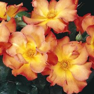 Rosa x 'Playboy'