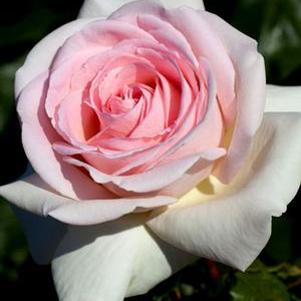 FRANCIS MEILLAND® HYBRID TEA ROSE