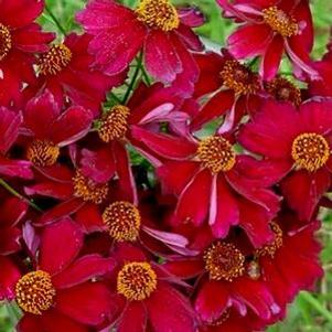 LIMEROCK RUBY TICKSEED