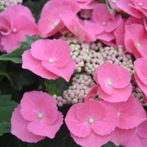 CABBAGE PATCH™ HYDRANGEA