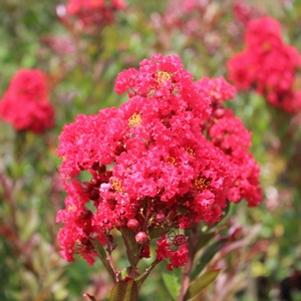 Lagerstroemia x 'PIILAG-V'