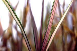 Phalaris arundinacea 'Feesey'