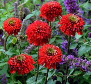 SECRET™ LOVE CONEFLOWER