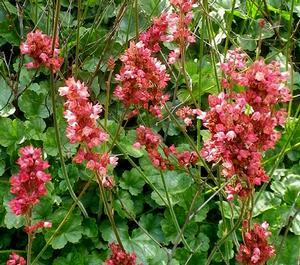 RASPBERRY REGAL CORAL BELLS