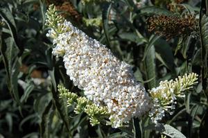 YETI WHITE BUTTERFLY BUSH