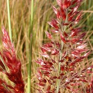 Melinis nerviglumis 'Pink Crystals'