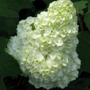 Hydrangea quercifolia 'Brother Edward'