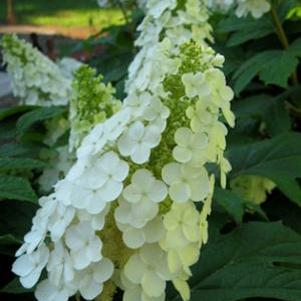 Hydrangea quercifolia 'Brenhill'