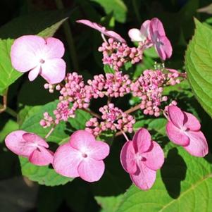 Hydrangea serrata 'Shojo'