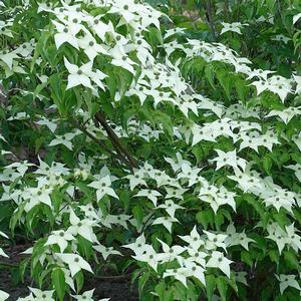 Cornus kousa ''