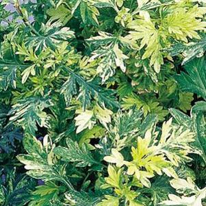 Artemisia vulgaris 'Oriental Limelight'